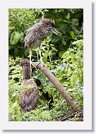 05a-023 * Black-crowned Night-heron chicks * Black-crowned Night-heron chicks