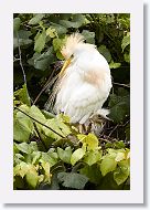 05a-024 * Cattle Egret with chick * Cattle Egret with chick