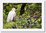 05a-025 * Cattle Egret * Cattle Egret
