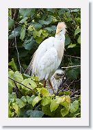 05a-026 * Cattle Egret with chick * Cattle Egret with chick