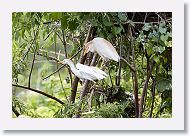 05a-027 * Cattle Egrets * Cattle Egrets