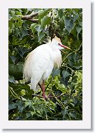 05a-028 * Cattle Egret in breeding plumage * Cattle Egret in breeding plumage