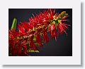 What does a Florida photographer do when it is cold outside? Work inside with Helicon Focus and a Callistemon bloom, aka Bottlebrush. Canon 7D, EF-S 18-135mm lens at 60mm, f/5.6 at 1/20sec and ISO 160. 19 images stacked and rendered with Method C. 2 LED lights, a black poster board for the background and a soldering grip to hold the flower off-frame.