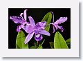 Today's latest orchid photos with Helicon Focus. ISO 160, 1/30 s, f/5. The first stack of 16 images were shot at 59mm.  All stacks were processed with Method C then finished in Capture One.