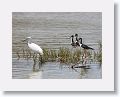 Great Egret and Black-necked Stilt