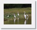 Cattle Egret, Great Egret and Snowy Egret