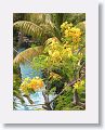 Yellow Flamboyant tree at Ocean Terrace Inn, St Kitts