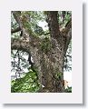 370 year old Saman tree at Romney Manor