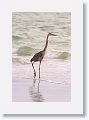 A young Great Blue Heron walks the surf line