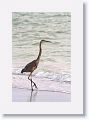 A young Great Blue Heron walks the surf line