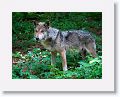 Mexican gray wolf