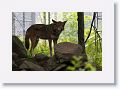 Red wolf