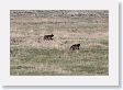 Druid Pack Female Wolf and Slough Creek Male Wolf in Lamar Valley