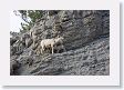 Rocky Mountain Bighorn Sheep ewe and baby