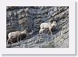 Rocky Mountain Bighorn Sheep ewes and babies