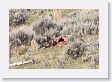 Coyote scavaging wolf-killed Elk