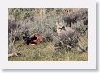 Coyote and Raven scavaging wolf-killed Elk