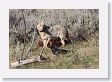 Coyote scavaging wolf-killed Elk