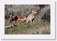 Coyote scent-marking a  wolf-killed Elk