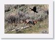 Coyote making room for Ravens at wolf-killed Elk