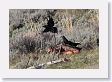 Ravens scavaging wolf-killed Elk