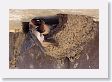 Cliff Swallows nesting under an outhouse roof