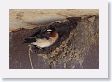 Cliff Swallows nesting under an outhouse roof