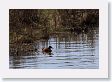 Ruddy Duck in Soda Butte Creek
