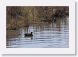 Ruddy Duck in Soda Butte Creek