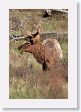 Elk on Blacktail Deer Plateau