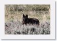 Druid pack female wolf in the Lamar Valley