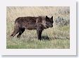 Druid pack female wolf in the Lamar Valley