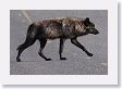 Druid pack female wolf crossing the road
