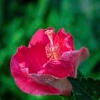 JoElla-April-00014.jpg