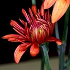 JoElla-October-00006.jpg