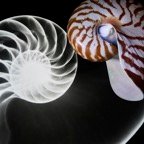 David-X-X-Ray-Nautilus.jpg