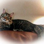 JoElla-C-Cat.jpg