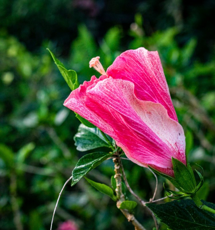 JoElla-H-Hisbiscus.jpg
