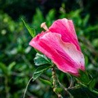 JoElla-H-Hisbiscus.jpg