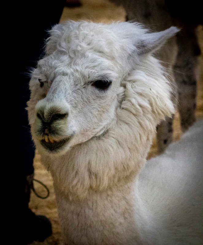 JoElla-L-Llama.jpg