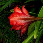 Margaret-C-Canna-Lily.jpg