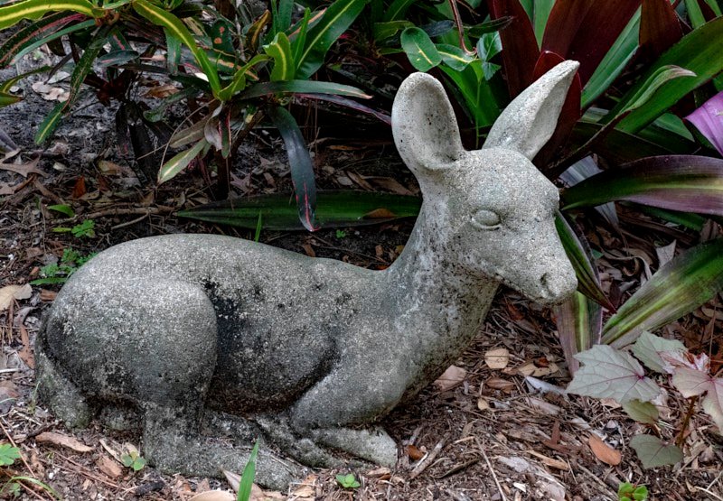 Margaret-D-Deer.jpg