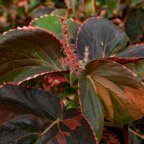 Margaret-L-Leaves-like-coleus.jpg