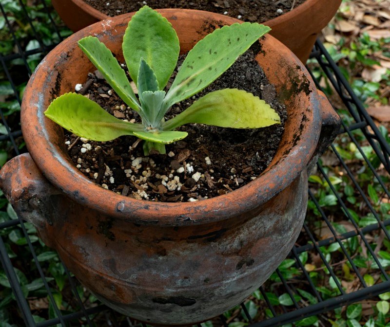 Margaret-P-potted-plant.jpg