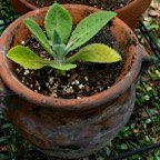 Margaret-P-potted-plant.jpg
