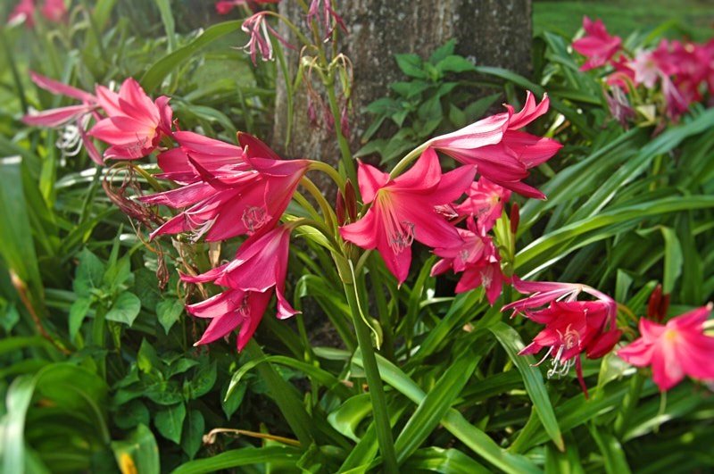 Marty-D-Daylily.jpg