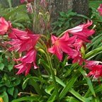 Marty-D-Daylily.jpg
