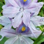 Mary-F-Flower.jpg
