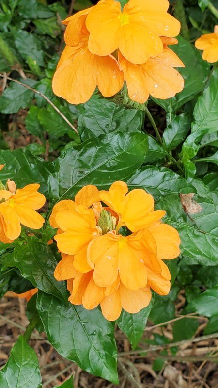 Mary-O-Orange.jpg