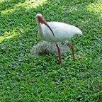 Mary-W-White-Ibis-broken-foot.jpg
